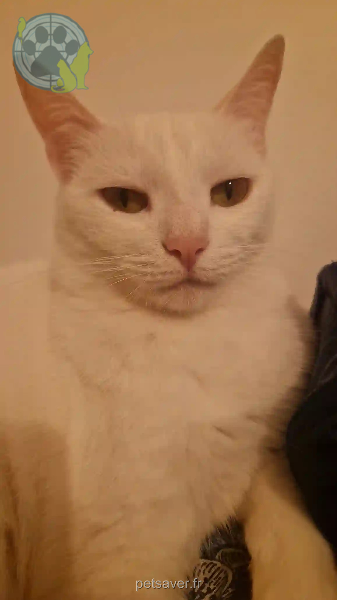 Chatte Perdue 78 Yvelines - Viti Chatte Perdue 78 Yvelines - Viti