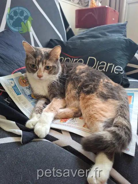 chatte reunited 79100 Thouars Abadone
