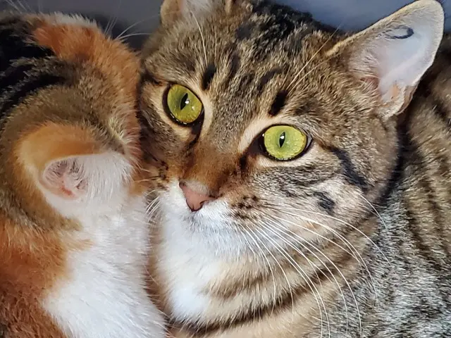 chatte reunited   79150 Argentonnay Tigrette