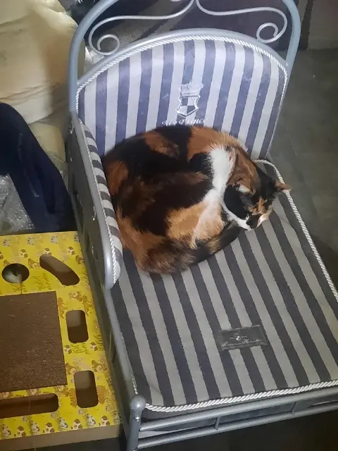 chatte reunited   79100 Thouars Cedric Taillefer