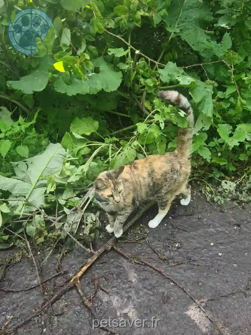 Chatte Trouvée 79 Deux-Sèvres - Fay Chatte Trouvée 79 Deux-Sèvres - Fay