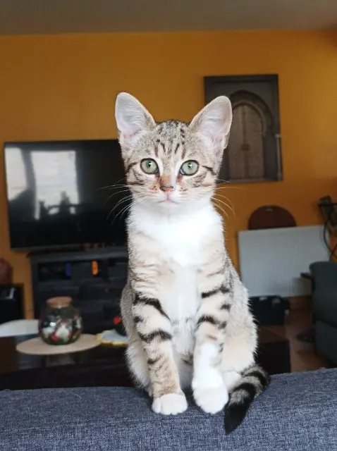 chatte reunited   79230 Brûlain Hoshi