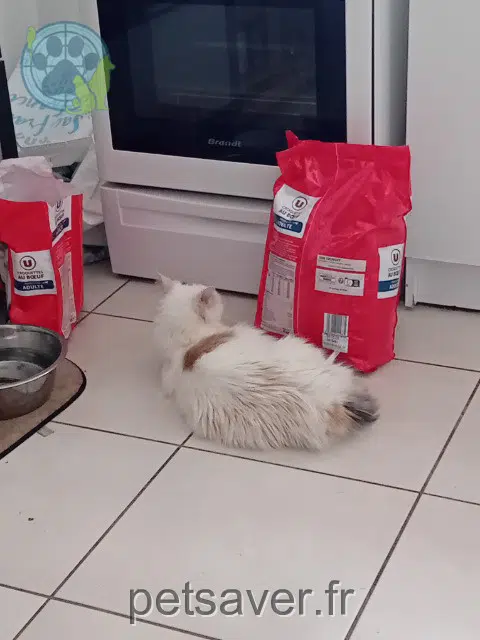 chatte reunited   79140 Montravers Kaline