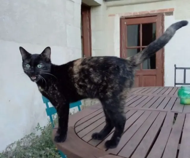 chatte reunited   79290 Loretz-d'Argenton Bonnie