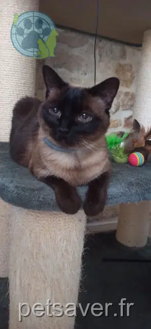 chatte reunited 79410 Saint-Rémy Louna