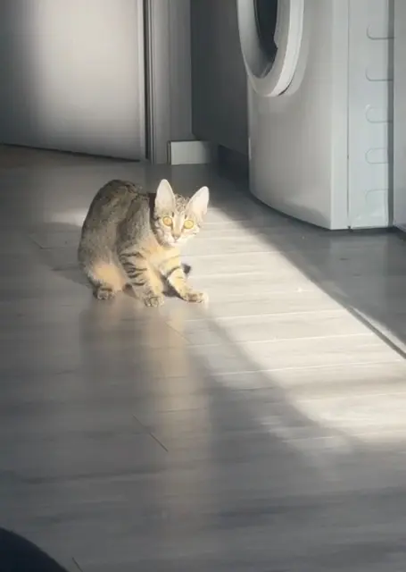 chatte reunited   79000 Niort Mimine