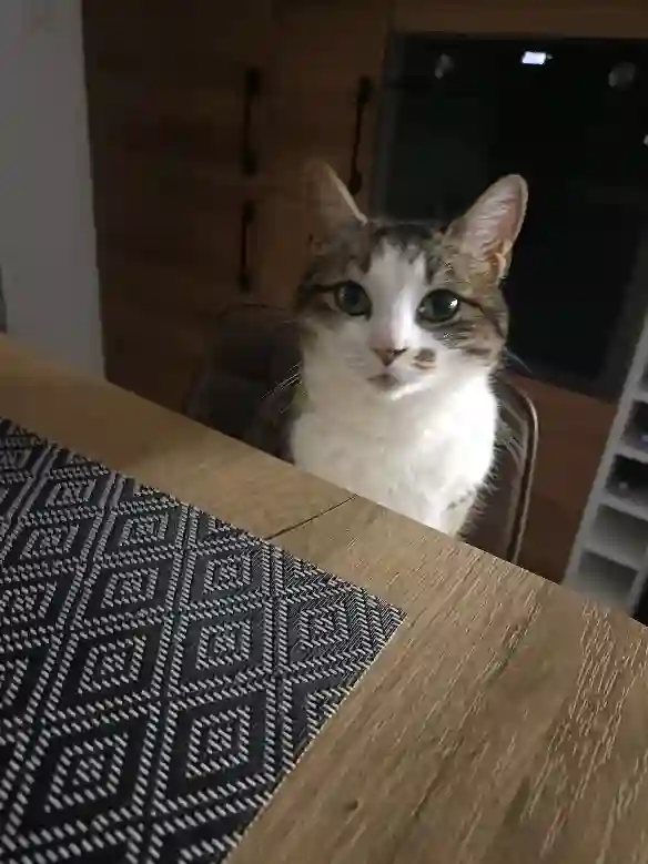 Chatte Trouvée 79 Deux-Sèvres - Sundae Chatte Trouvée 79 Deux-Sèvres - Sundae