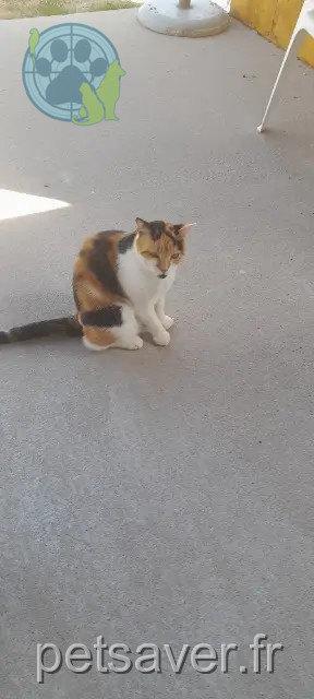 chatte reunited 79180 Chauray Trico