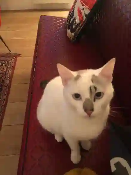 Chatte Perdue 79 Deux-Sèvres Valdelaume - Daisy Chatte Perdue 79 Deux-Sèvres Valdelaume - Daisy
