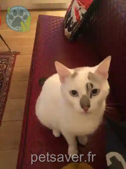 Chatte Perdue 79 Deux-Sèvres Valdelaume - Daisy Chatte Perdue 79 Deux-Sèvres Valdelaume - Daisy