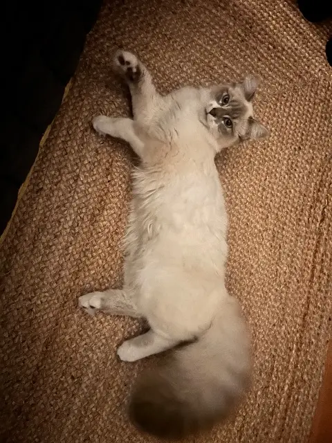 chatte reunited   79000 Niort Zola