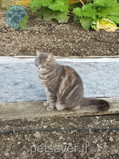 Chatte Trouvée 80 Somme Amiens Chatte Trouvée 80 Somme Amiens