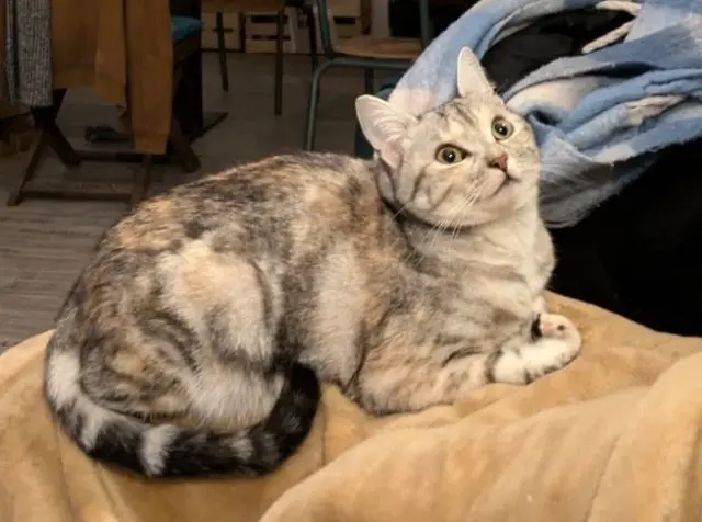 chatte reunited    Amiens Asmodée