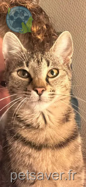 chatte reunited    Amiens Jackie