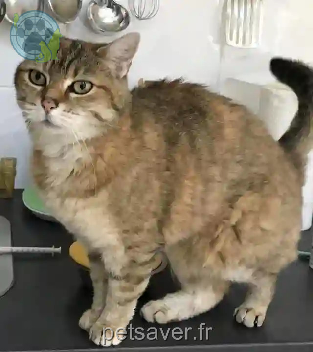 Chatte Perdue 80 Somme Amiens - Kalia