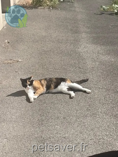 Katze reunited    Amiens Khiara