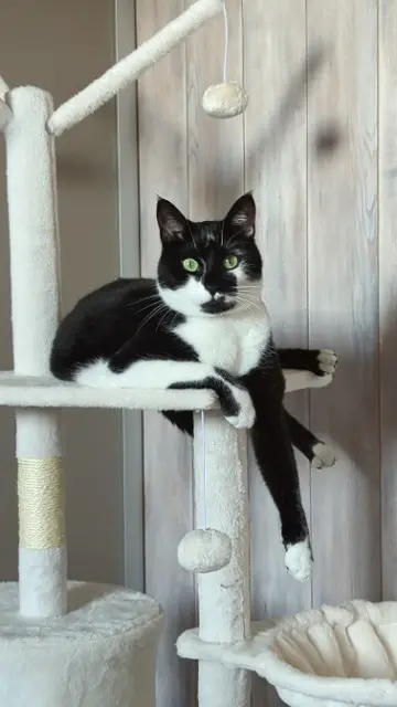 chatte reunited    Amiens Moon
