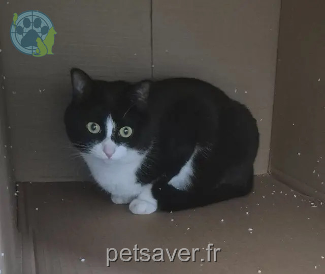 chatte reunited Amiens Nala