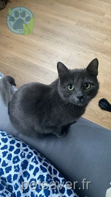 chatte reunited 80000 Amiens Nomy