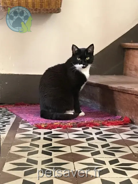 Katze reunited    Amiens Nouchka