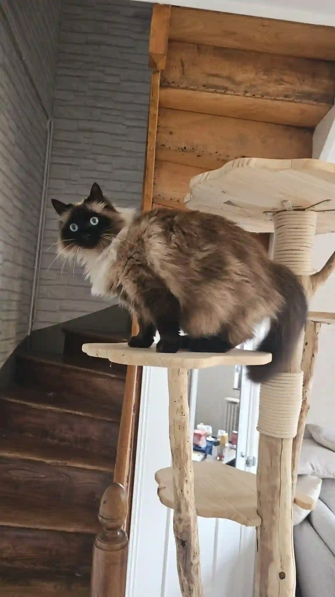 Chatte Trouvée 80 Somme Amiens - Praline Chatte Trouvée 80 Somme Amiens - Praline