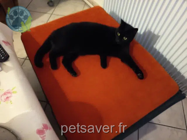 chatte reunited Amiens Salem