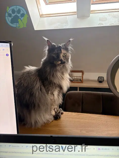 chatte reunited   80000 Amiens Uma