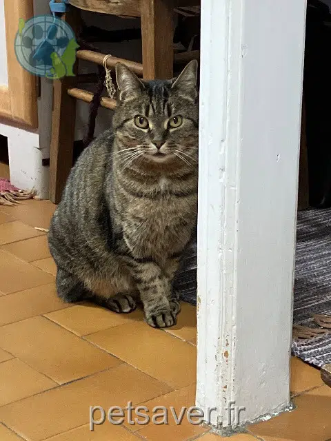 chatte reunited 80000 Amiens Zezette