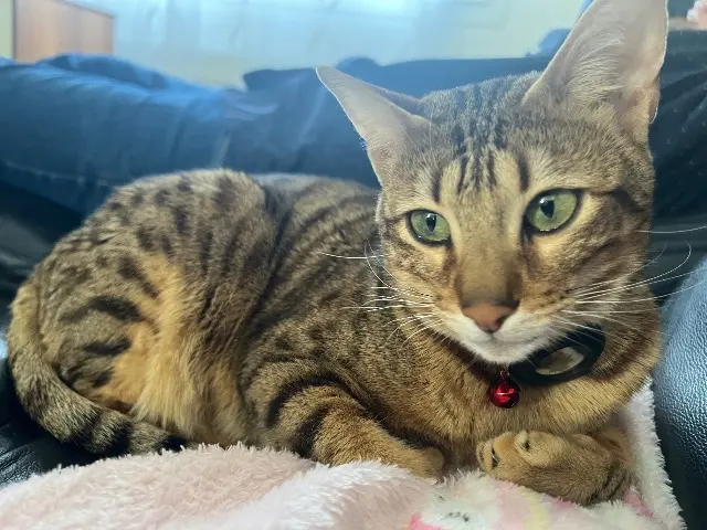 chatte reunited   80800 Aubigny Anadia
