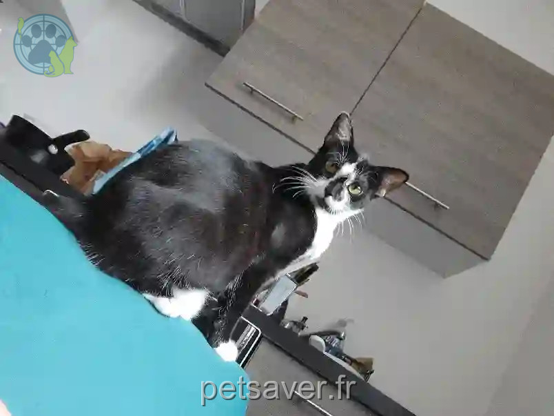Chatte Trouvée 80 Somme - Angel Chatte Trouvée 80 Somme - Angel