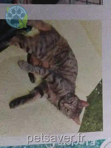 Chatte Perdue 80 Somme - Belline Chatte Perdue 80 Somme - Belline