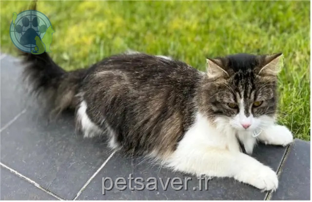chatte reunited   80480 Salouël Dina