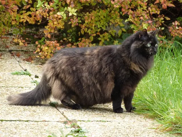 chatte reunited   80220 Gamaches Elsy