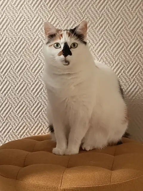 chatte reunited   80410 Cayeux-sur-Mer Gatita