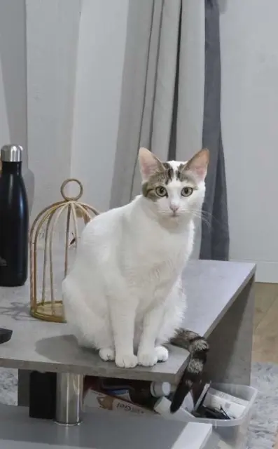 chatte reunited   80420 Flixecourt Hina