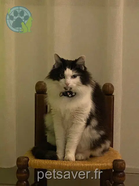chatte reunited   80200 Bouvincourt-en-Vermandois Pahya