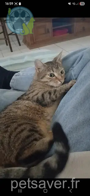 chatte reunited 80800 Villers-Bretonneux Shysous