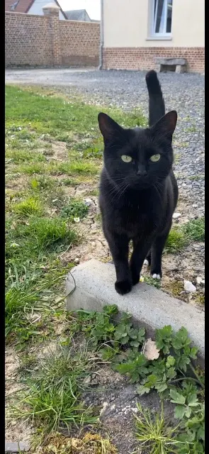chatte reunited   80600 Beauquesne Sushette