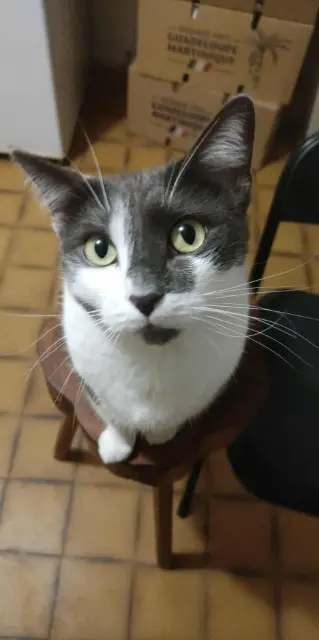 cat reunited   80120 Nampont Titi