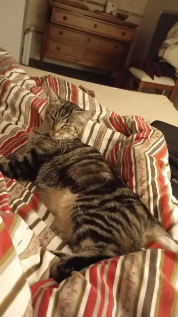 chatte reunited   81000 Albi Guppy