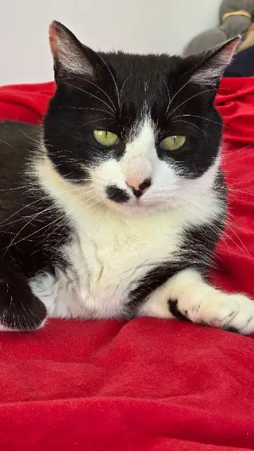chatte reunited   81000 Albi Iris