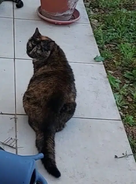 chatte reunited   81990 Le Sequestre Choupette