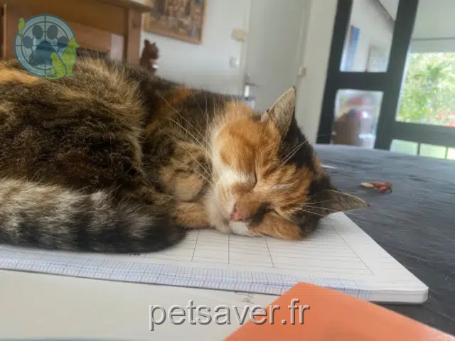 chatte reunited 81500 Lavaur Mala