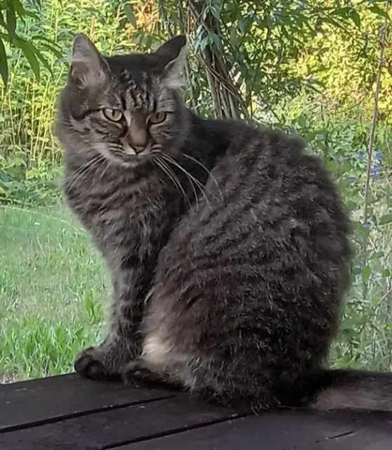 chatte reunited   81530 Viane Mila