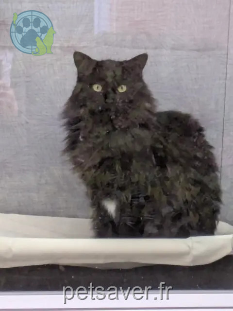 chatte reunited 81600 Gaillac Moski