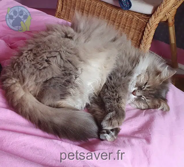 chatte reunited   81000 Albi Nala
