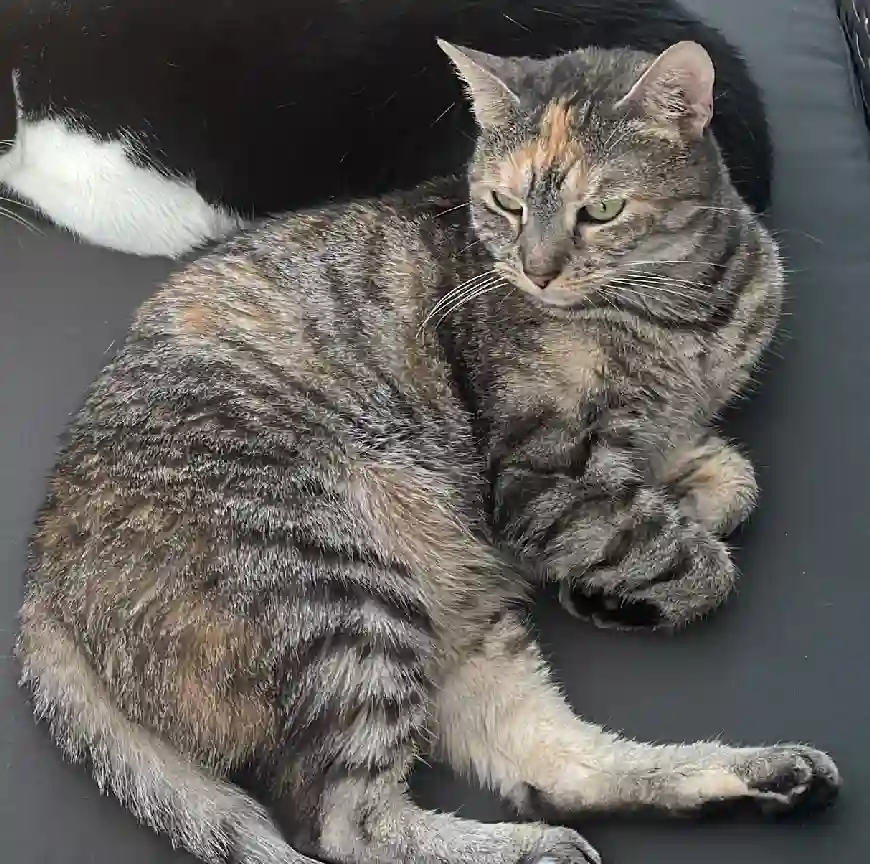 Chatte Perdue 81 Tarn - Nala Chatte Perdue 81 Tarn - Nala
