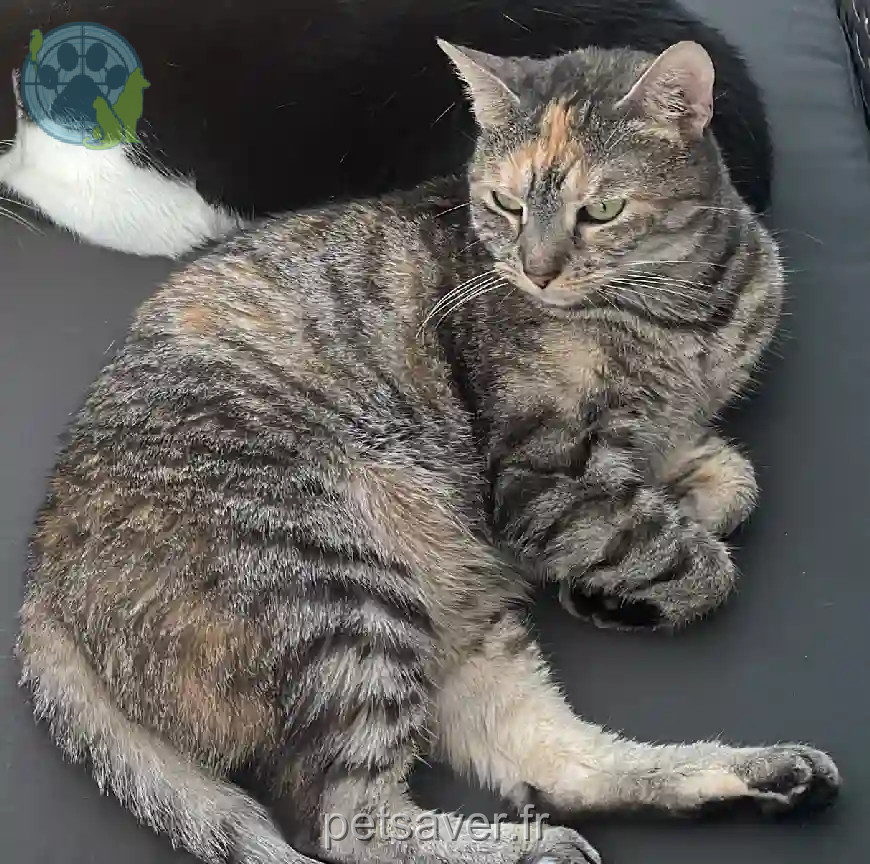 Chatte Perdue 81 Tarn - Nala Chatte Perdue 81 Tarn - Nala
