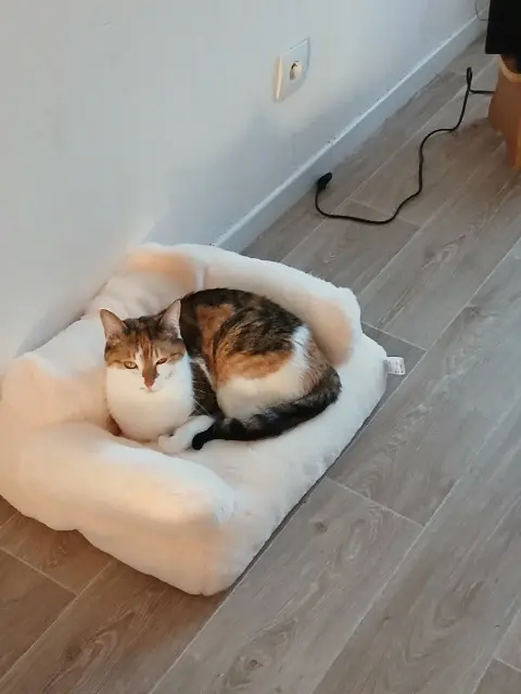 chatte reunited   81310 Lisle-sur-Tarn Natyli