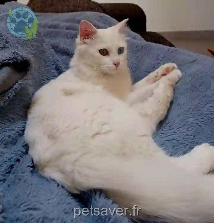 Chatte Trouvée 81 Tarn - Poup Chatte Trouvée 81 Tarn - Poup